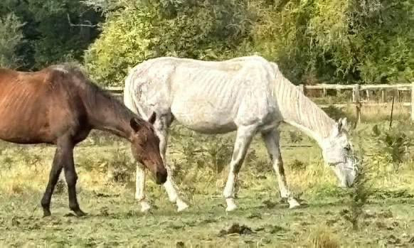 Perry Nutrition EASIGastro Pro | Horse Digestive Support