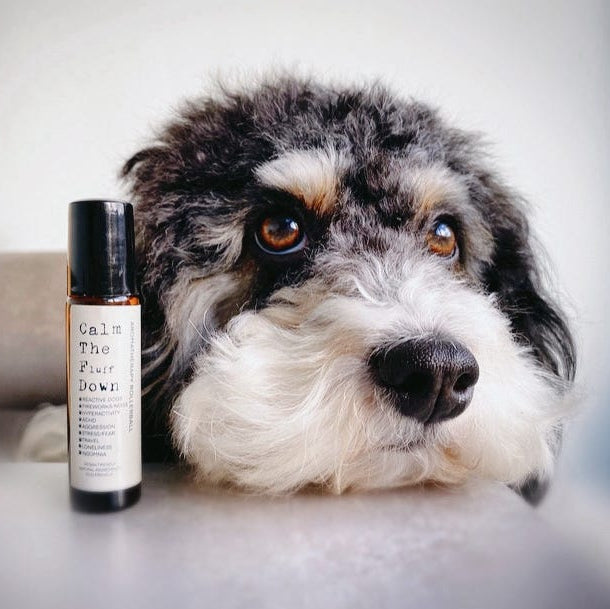 Natural Aromatherapy Rollerball For Dogs product image