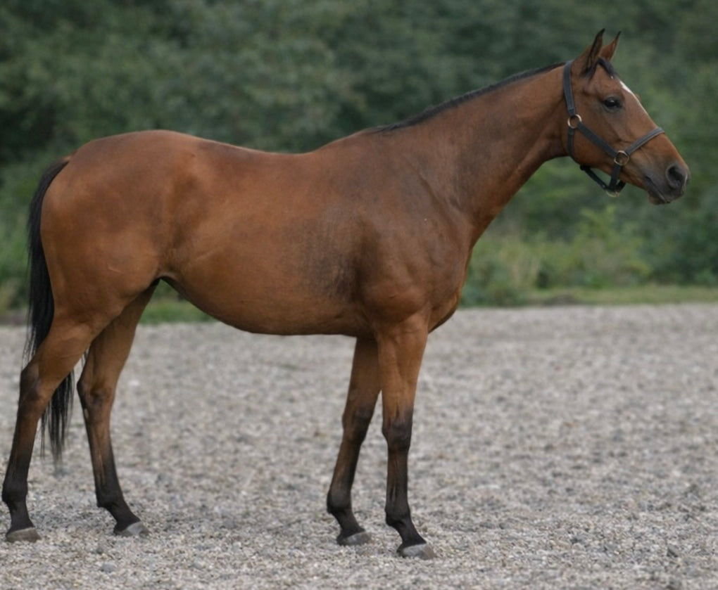 Perry Nutrition EASIHoof & Skin for Horses