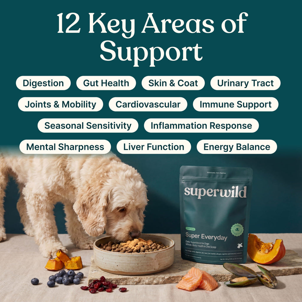 Super Everyday Daily Wellness Powder for Dogs by Superwild – image 3