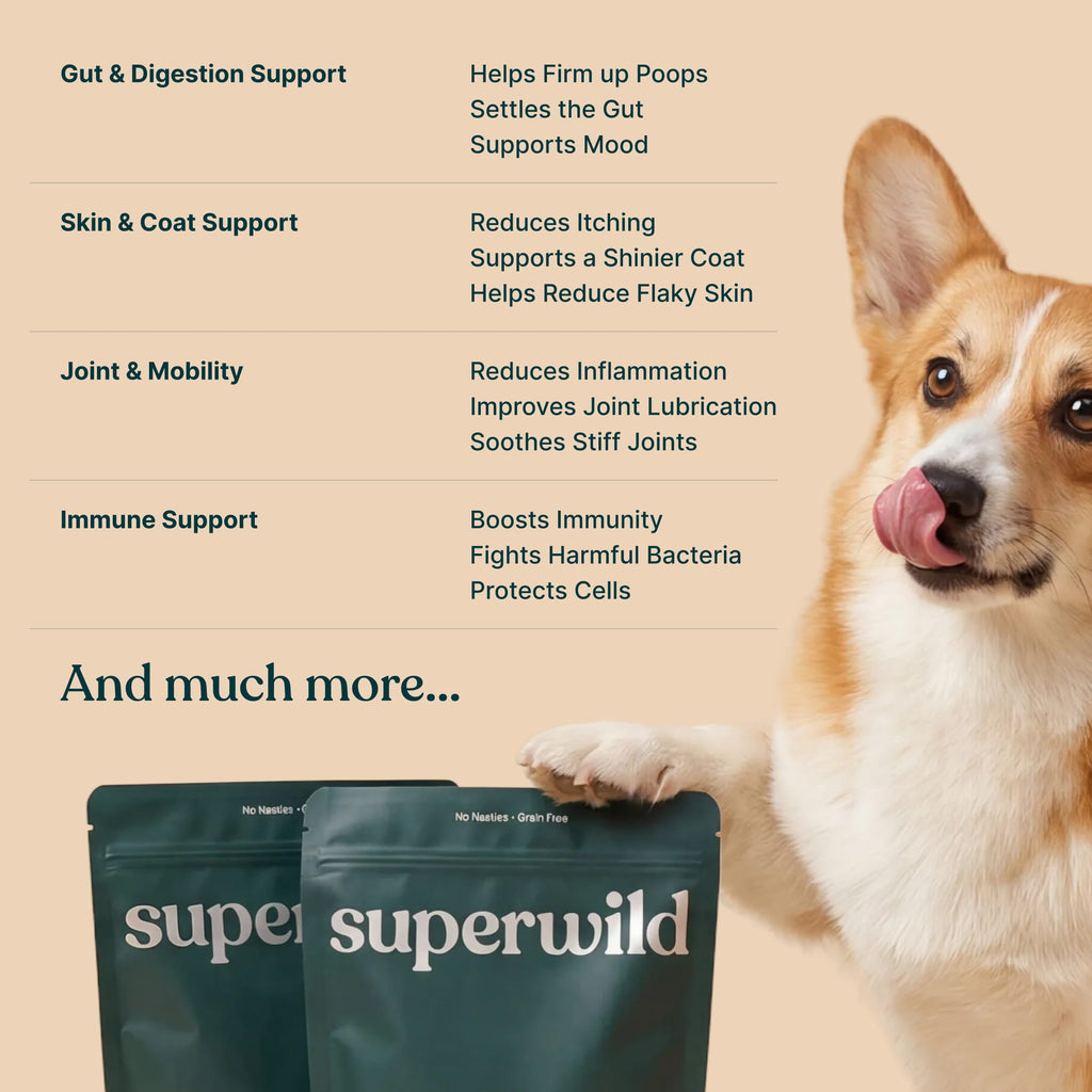 Super Everyday Daily Wellness Powder for Dogs by Superwild – image 6