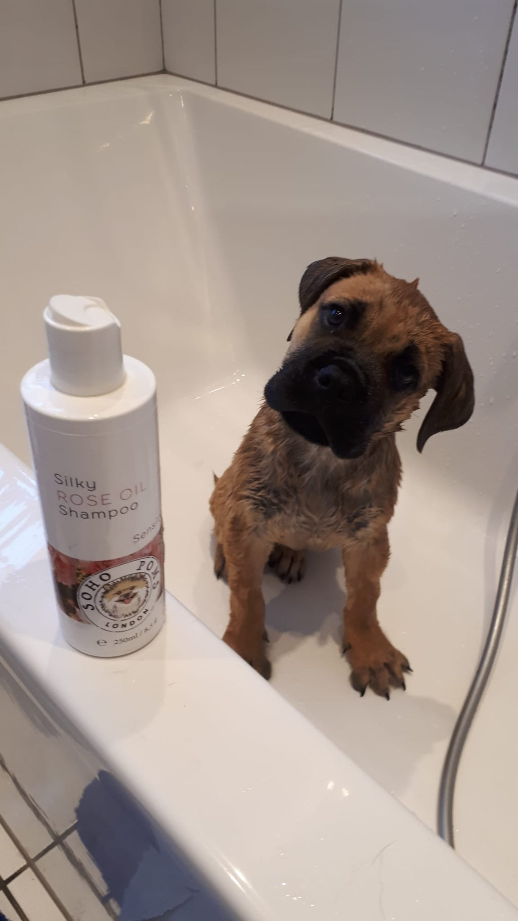 Rose Oil Dog Shampoo by SohoPoms - 250ml product image