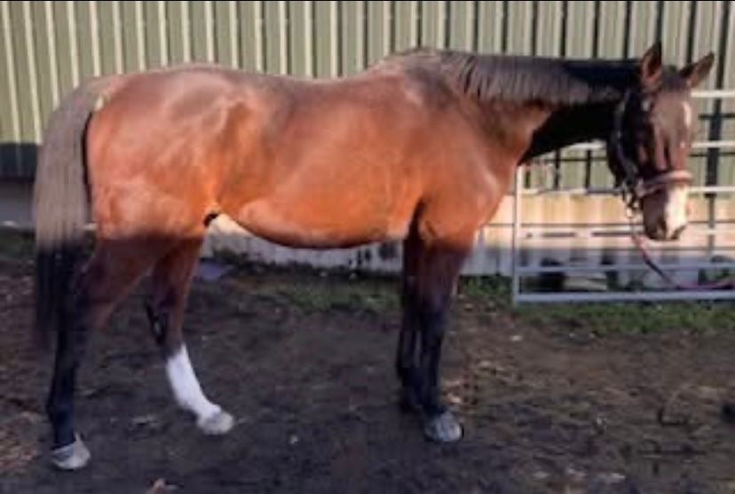 Perry Nutrition EASIGastro Pro | Horse Digestive Support