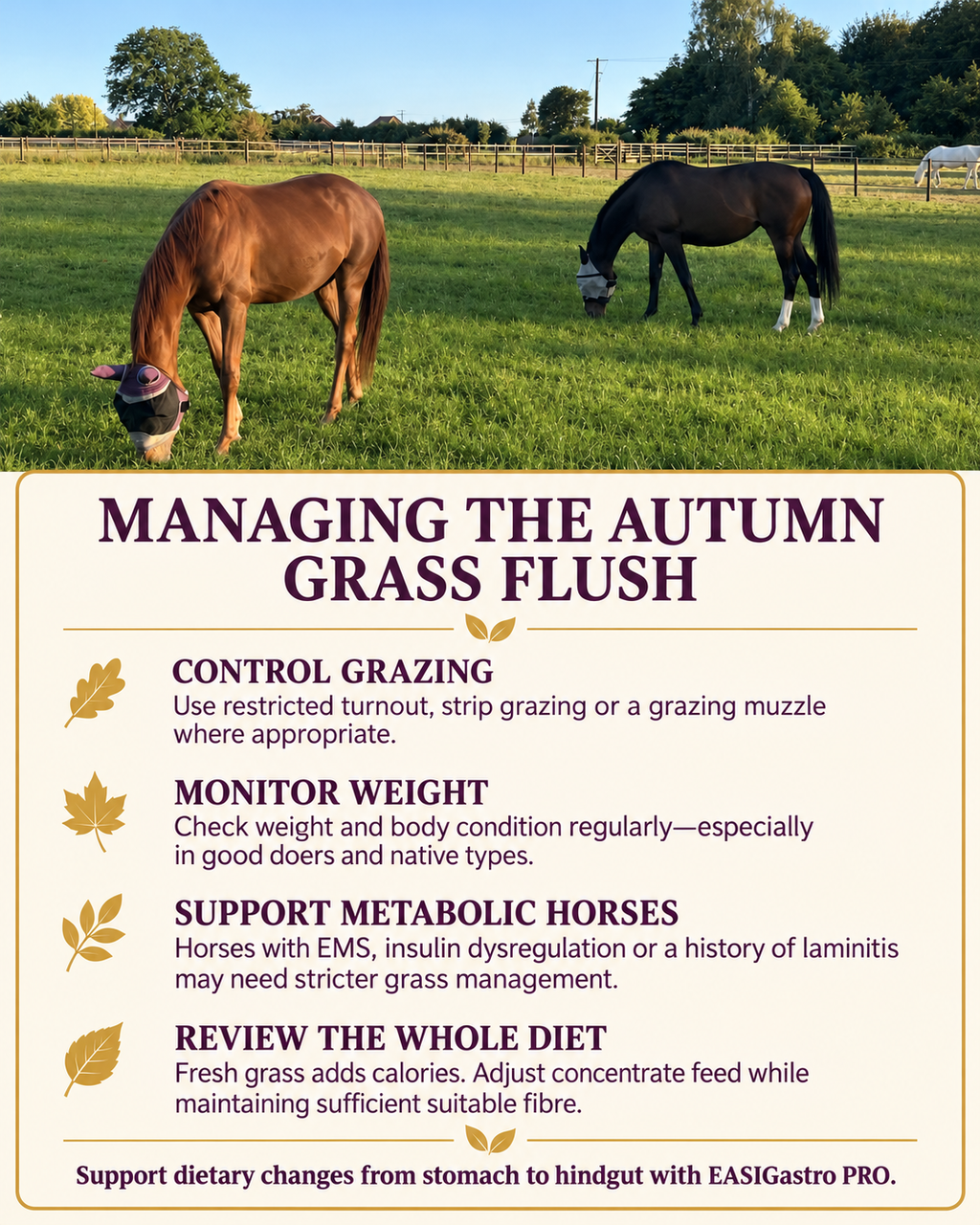 Perry Nutrition EASIGastro Pro | Horse Digestive Support