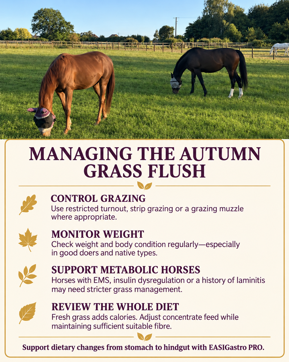 Perry Nutrition EASIGastro Pro | Horse Digestive Support