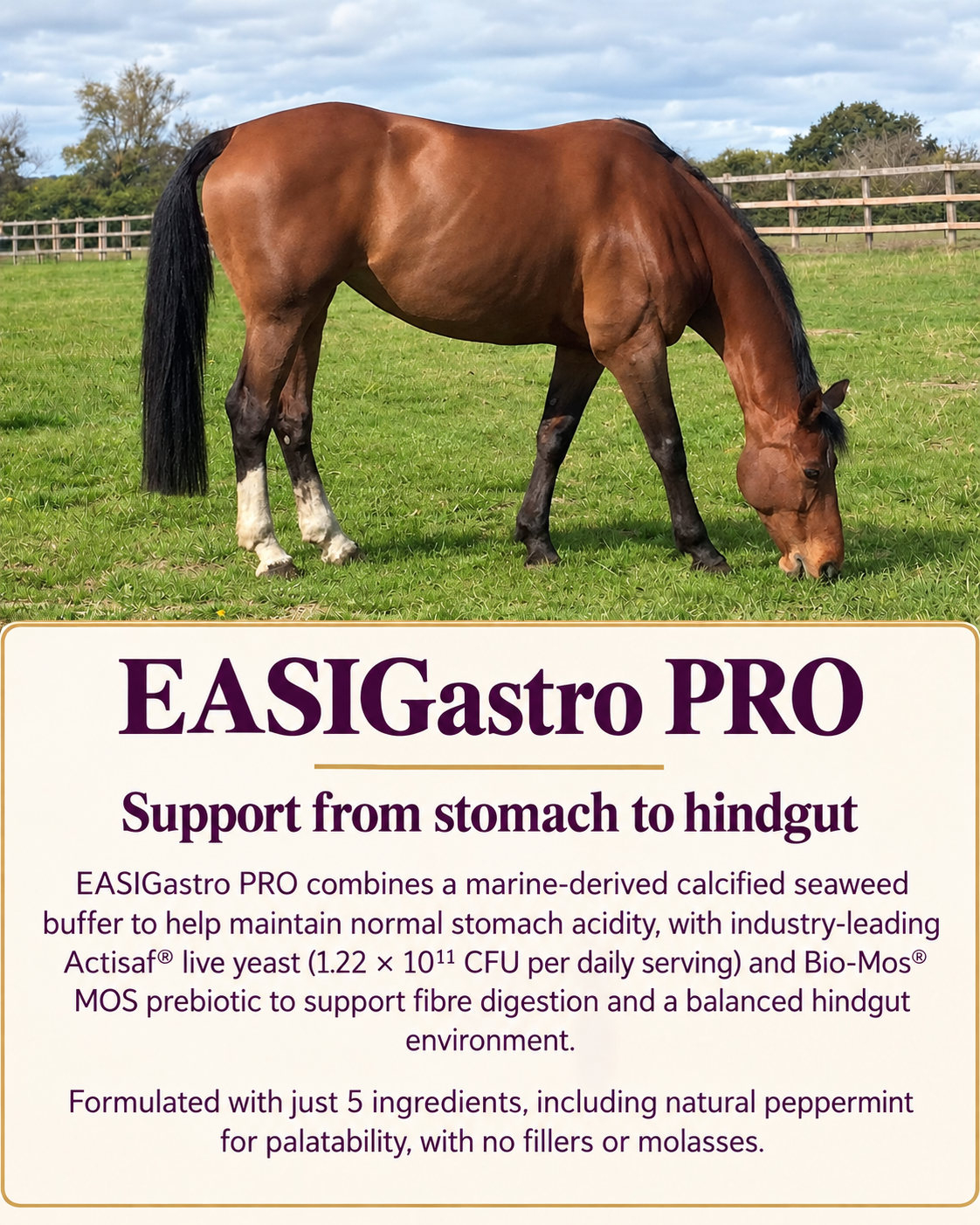 Perry Nutrition EASIGastro Pro | Horse Digestive Support