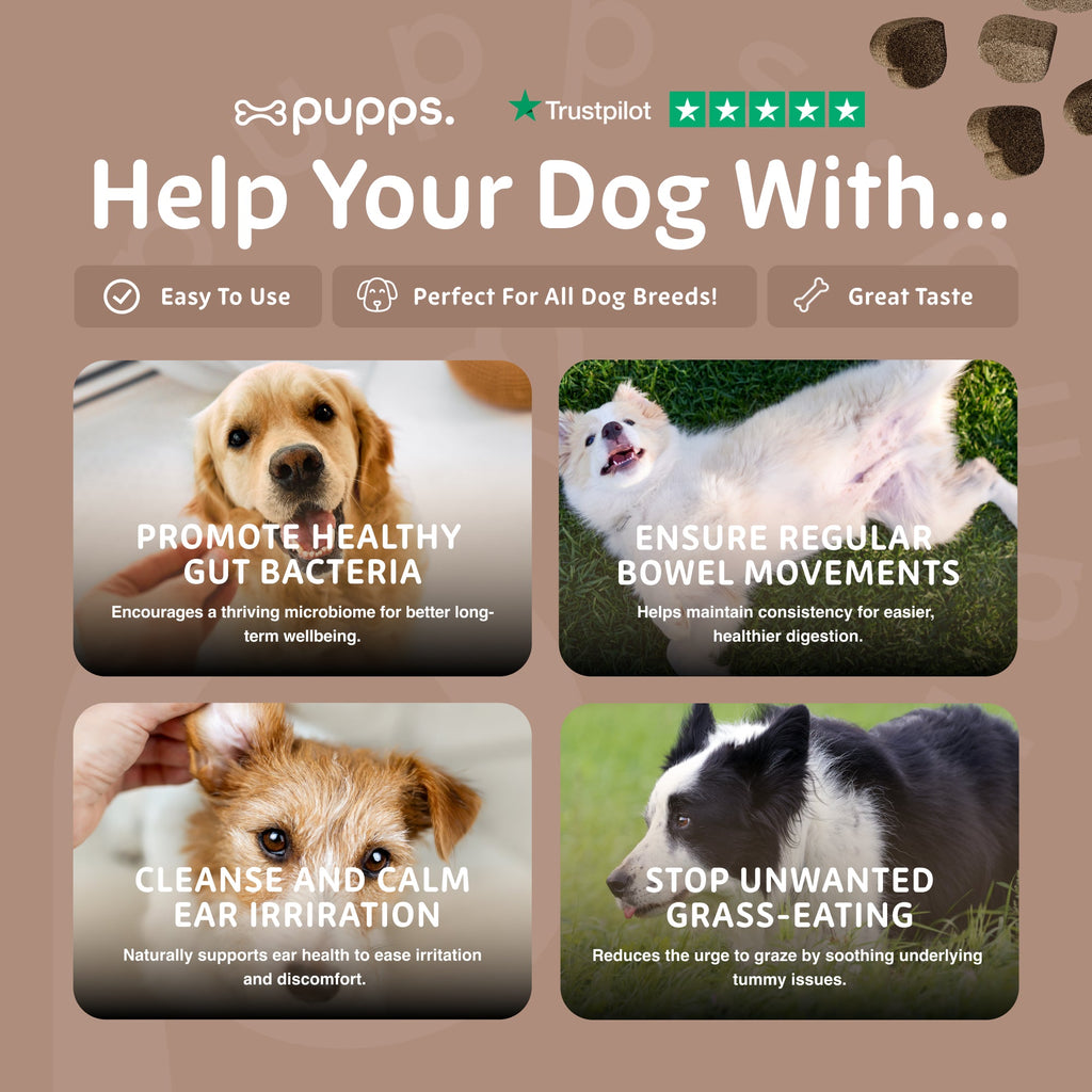 Pre & Probiotic Treats for Dogs by Pupps – image 7
