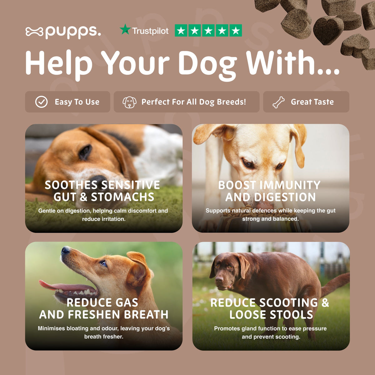 Pre & Probiotic Treats for Dogs by Pupps – image 6