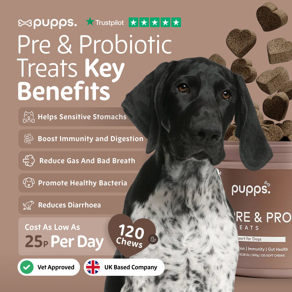Pre & Probiotic Treats for Dogs by Pupps – image 2