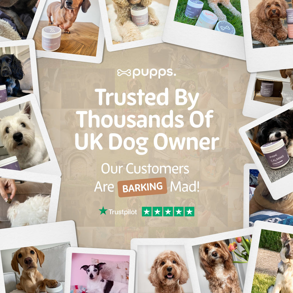 Multivitamin Treats for Dogs by Pupps – image 9