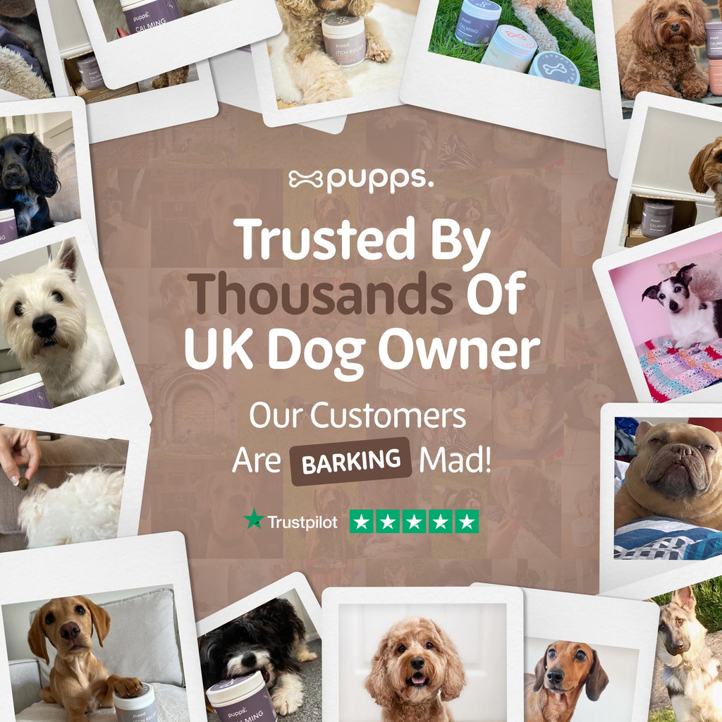 Pre & Probiotic Treats for Dogs by Pupps – image 9