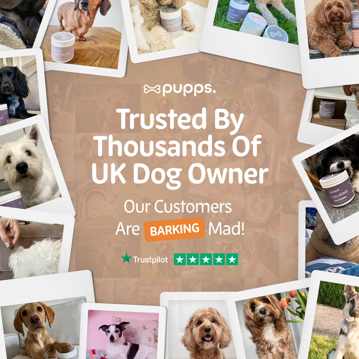 Skin & Coat Treats for Dogs by Pupps – image 9
