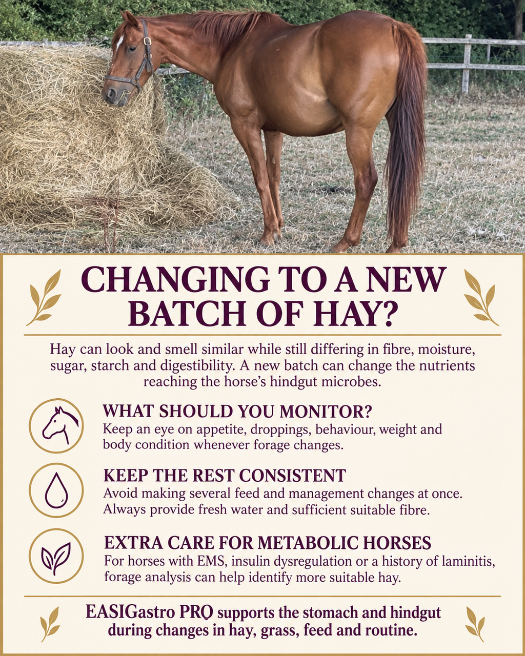 Perry Nutrition EASIGastro Pro | Horse Digestive Support