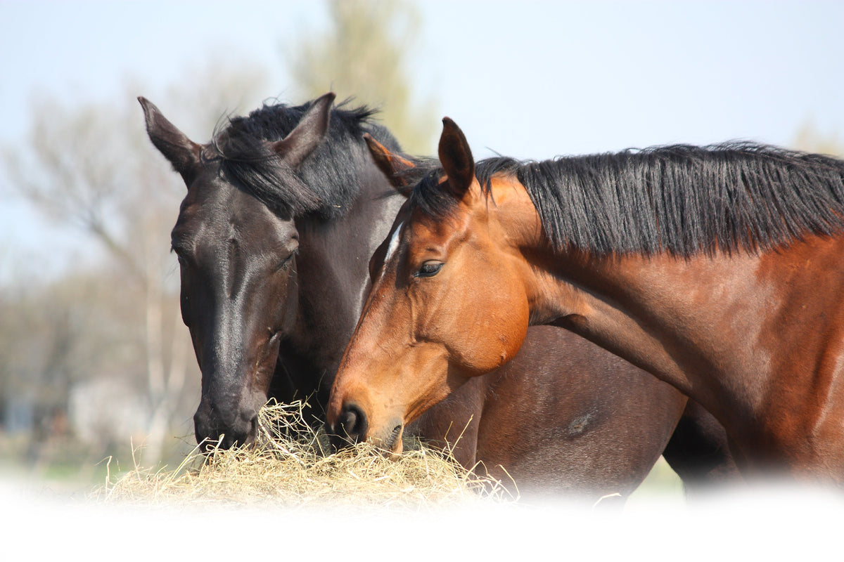 Hip & Joint Horse Glucose Free | Joint Supplement