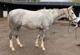 Perry Nutrition EASIGastro Pro | Horse Digestive Support