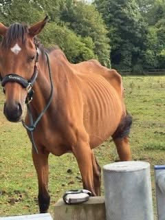 Perry Nutrition EASIGastro Pro | Horse Digestive Support