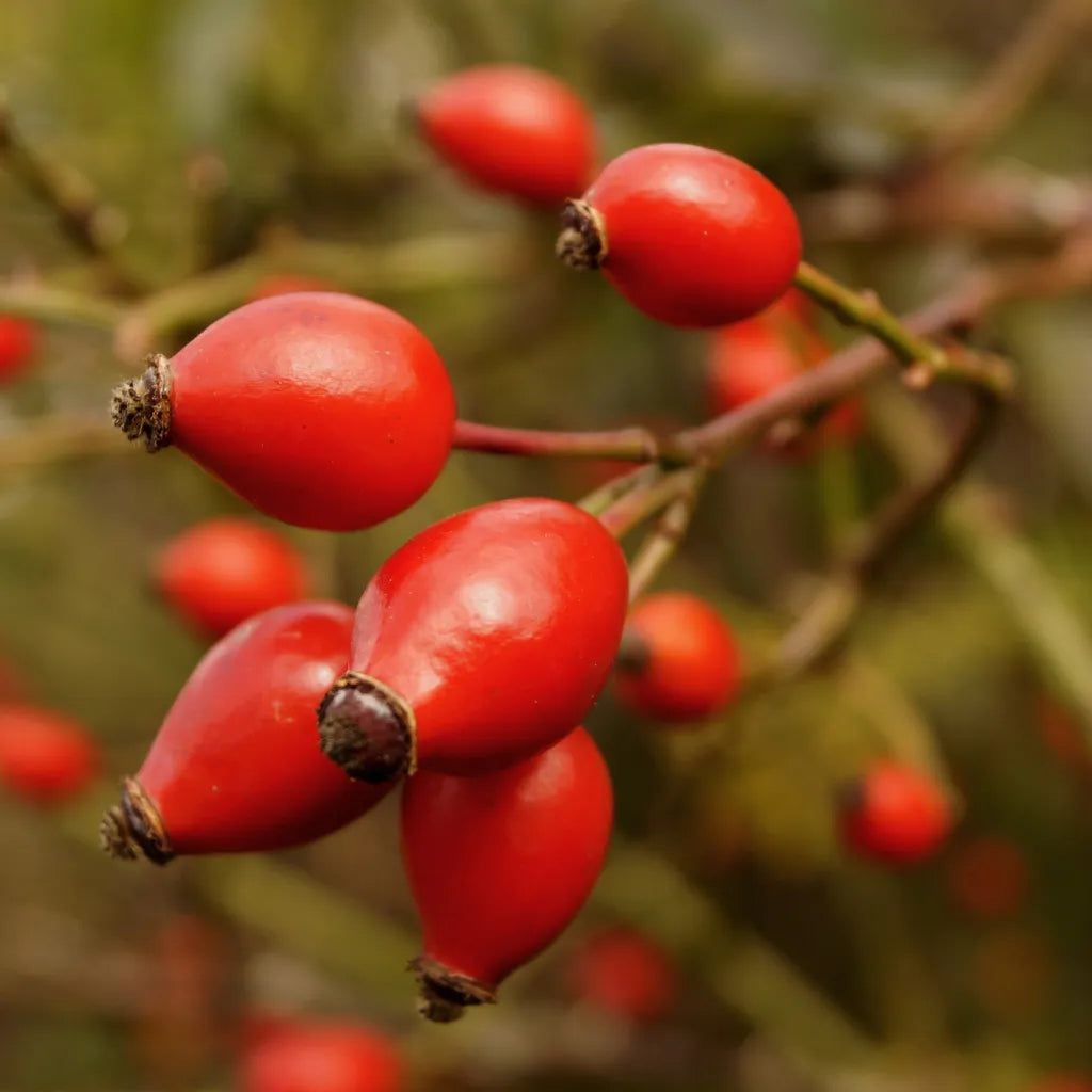 Rosehip Whole Berry for Horses - image 3 - Wellbeing Pets
