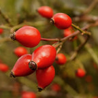 Rosehip Whole Berry for Horses - image 3 - Wellbeing Pets