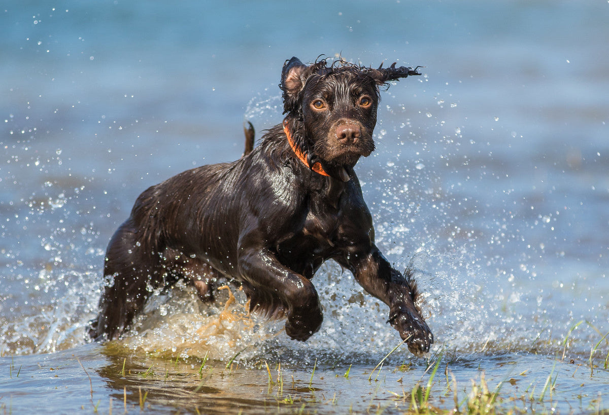 Hip & Joint Dog | Daily Joint Support by Winston and Porter – image 7