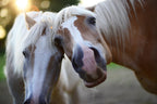 Hip and Joint Horse PLUS GLUCOSE FREE Premium Joint Supplement