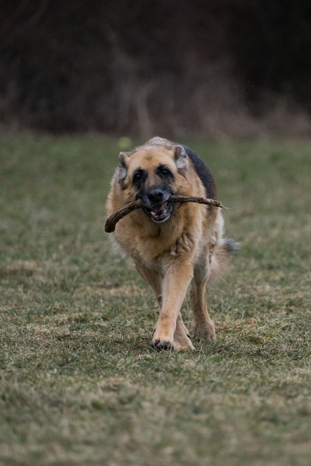 Max Strength Plus | Canine Joint Support by Winston and Porter – image 5