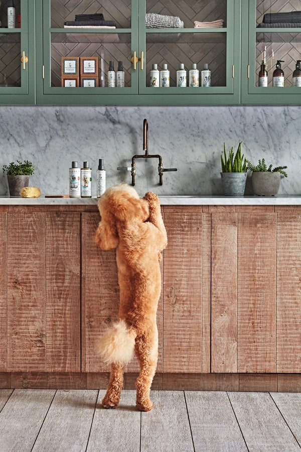 WildWash Super Sensitive Shampoo for Dogs, 250ml product image