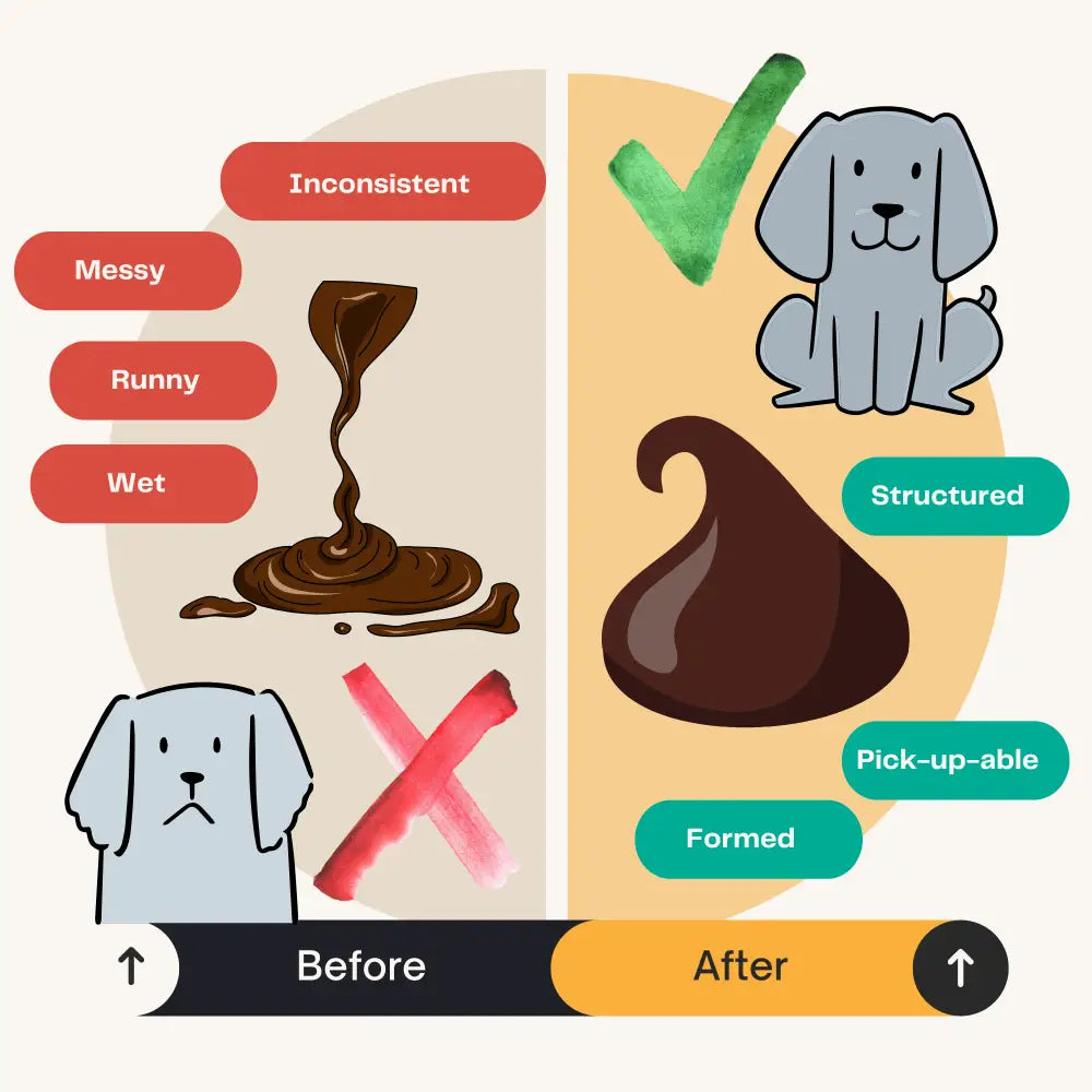 Pumpkin Powder for Dogs | Digestive Fibre by The Pets Larder – image 5