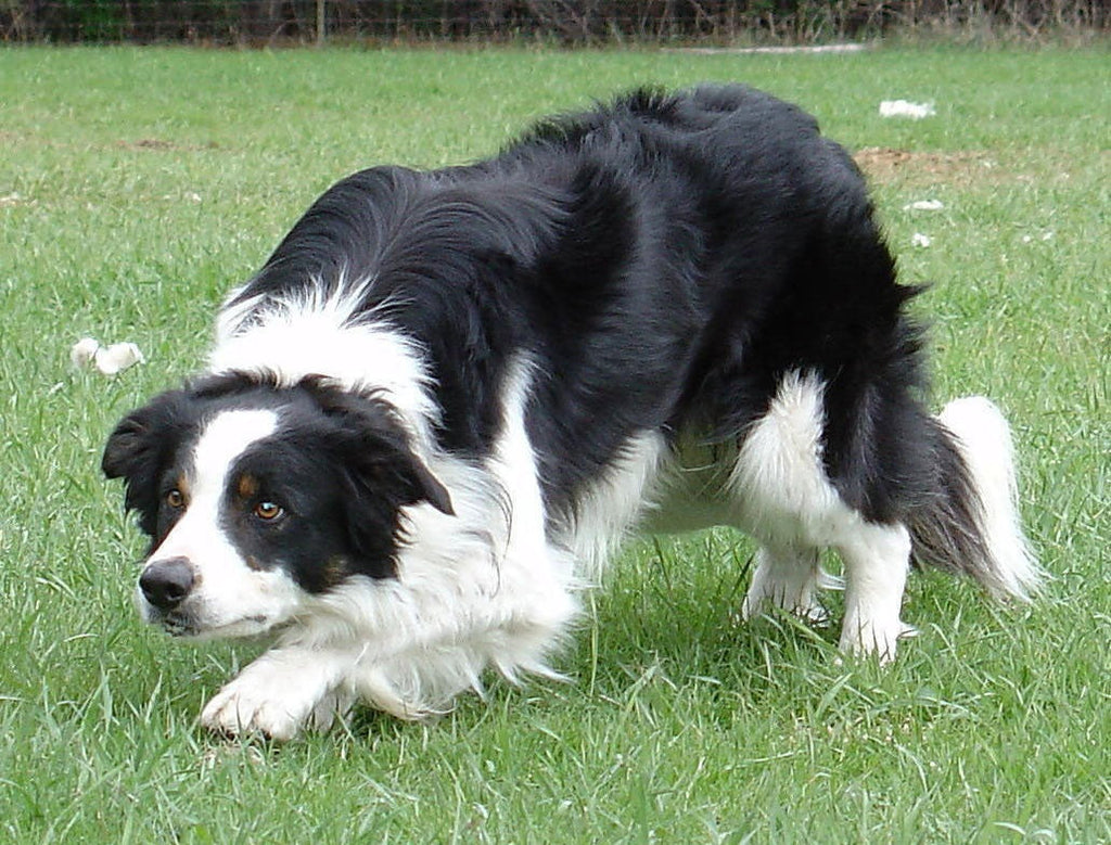 Max Strength Canine Joint Support by Winston and Porter – image 8